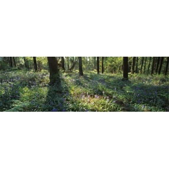 Panoramic Images PPI141367L Bluebells growing in a forest Exe Valley Devon England Poster Print by Panoramic Images - 36 x 12