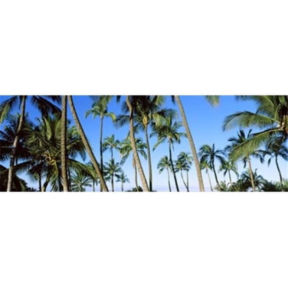 Panoramic Images PPI141707L Low angle view of palm trees Oahu Hawaii USA Poster Print by Panoramic Images - 36 x 12