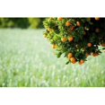 thumbnail image 1 of Panoramic Images PPI142418 Oranges on a tree  Santa Paula  Ventura County  California  USA Poster Print by Panoramic Images - 36 x 24, 1 of 1