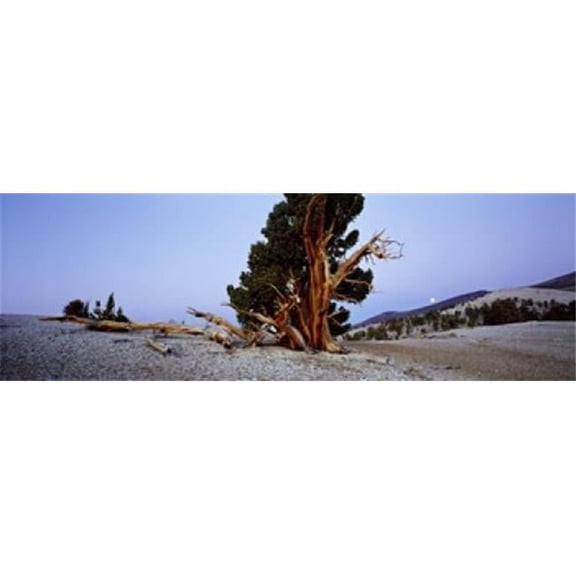 Panoramic Images PPI144133S Bristlecone Pine Tree in Ancient Bristlecone Pine Forest White Mountains California USA Poster Print, 18 x 6