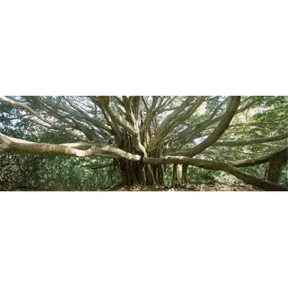 Panoramic Images PPI145441S Banyan Tree Stretches in All Directions Maui Hawaii USA Poster Print, 18 x 6