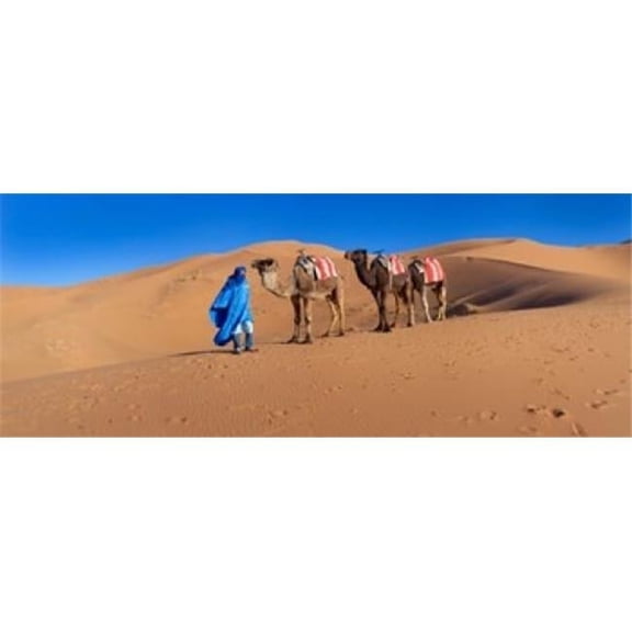 Panoramic Images PPI151035L Tuareg Man Leading Camel Train in Desert Erg Chebbi Dunes Sahara Desert Morocco Poster Print, 30 x 12