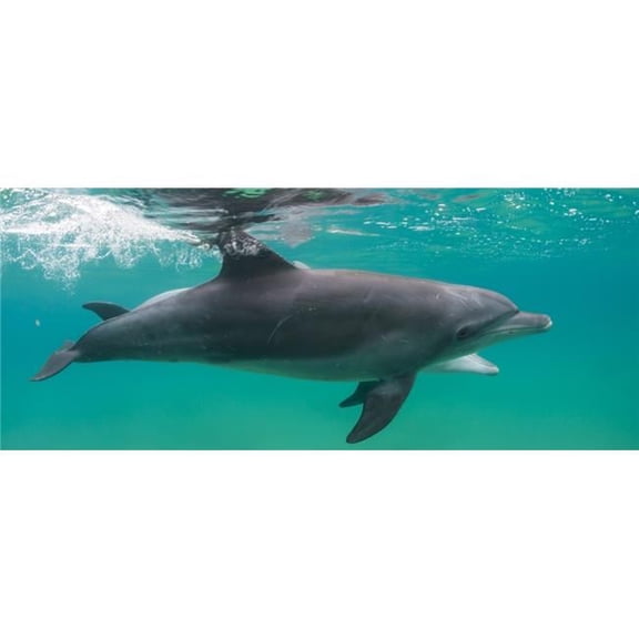Panoramic Images PPI165041L Close-Up of A Bottle-Nosed Dolphin, Tursiops Truncatus Swimming in Sea Sodwana Bay South Africa Poster Print, 36 x 12