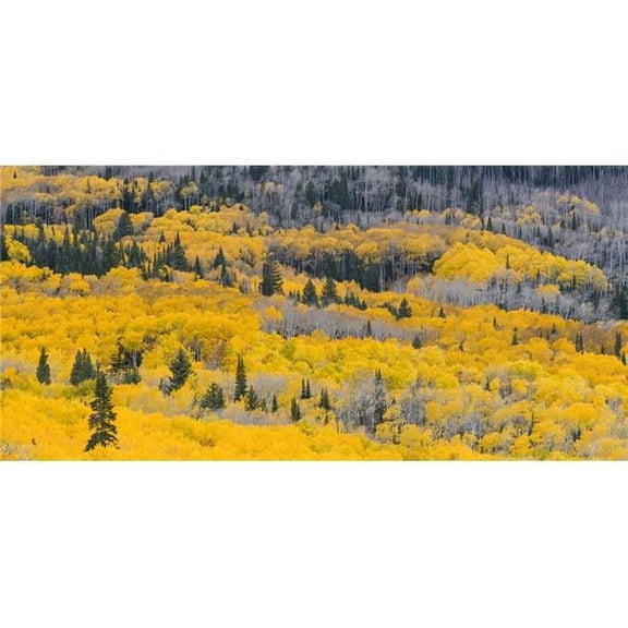 Panoramic Images PPI166241L Aspen Trees in A Forest Boulder Mountain Utah USA Poster Print, 26 x 12