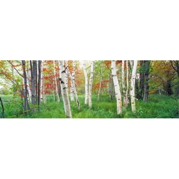 Panoramic Images PPI25217L Birch trees in a forest Acadia National Park Hancock County Maine USA Poster Print by Panoramic Images - 36 x 12