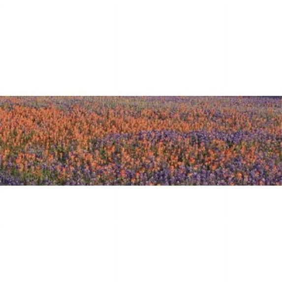 Panoramic Images PPI31846L Texas Bluebonnets and Indian Paintbrushes in a field Texas USA Poster Print by Panoramic Images - 36 x 12
