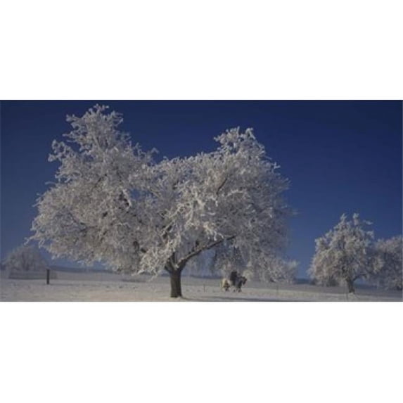 Panoramic Images PPI35186L Two people horseback riding through cherry trees on a snow covered landscape Aargau Switzerland Poster Print by Panoramic Images - 36 x 12