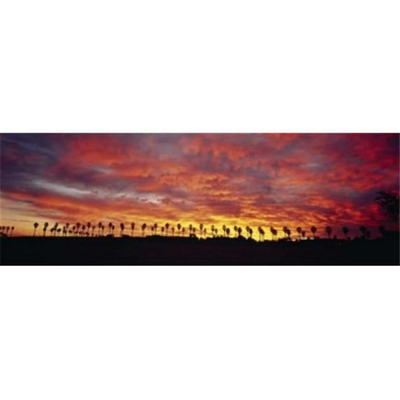 Panoramic Images PPI45624L Silhouette of palm trees at sunrise San Diego San Diego County California USA Poster Print by Panoramic Images - 36 x 12