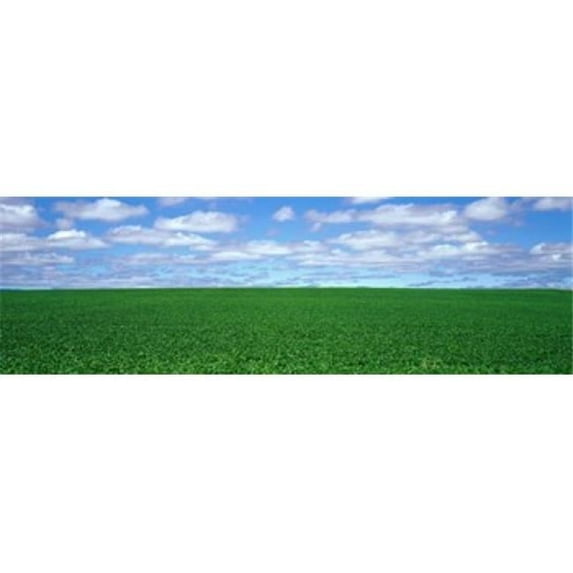 Panoramic Images PPI47754L Bush Bean Field Mcminnville Oregon USA Poster Print by Panoramic Images - 36 x 12