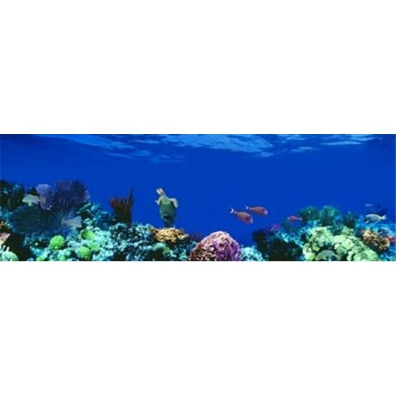 Panoramic Images PPI50232L Underwater Caribbean Sea Poster Print by Panoramic Images - 36 x 12