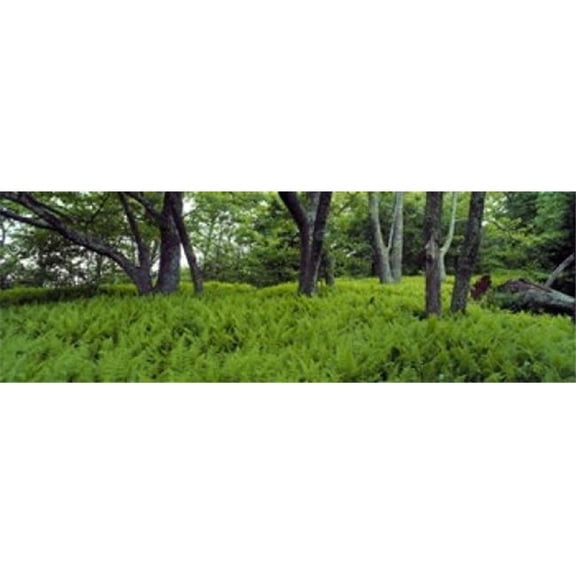 Panoramic Images PPI64951L Trees in a forest North Carolina USA Poster Print by Panoramic Images - 36 x 12