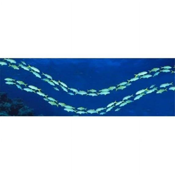 Panoramic Images PPI65386L School of fish Great Barrier Reef Australia Poster Print by Panoramic Images - 36 x 12