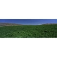 thumbnail image 1 of Panoramic Images PPI68806L USA  Idaho  Burley  Potato field surrounded by mountains Poster Print by Panoramic Images - 36 x 12, 1 of 1