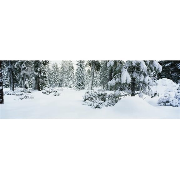 Panoramic Images PPI75154L Trees Lake Tahoe Ca Poster Print, 36 x 12
