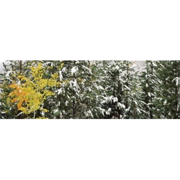 Panoramic Images PPI83919L Trees covered with snow Grand Teton National Park Wyoming USA Poster Print by Panoramic Images - 36 x 12