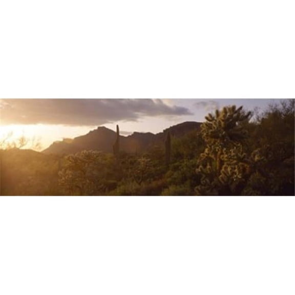 Panoramic Images PPI87048L Cholla Cactus in a field  Phoenix  Maricopa County  Arizona  USA Poster Print by Panoramic Images - 36 x 12