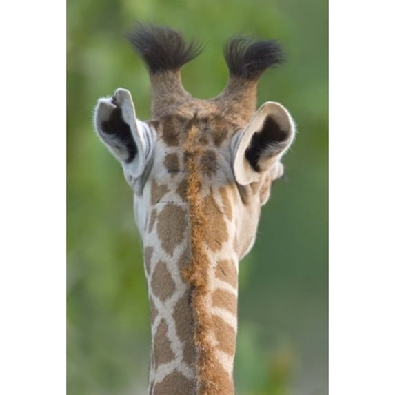 Panoramic Images PPI95826 Close-up of a Masai giraffe Lake Manyara Arusha Region Tanzania - Giraffa camelopardalis tippelskirchi Poster Print by Panoramic Images - 16 x 24