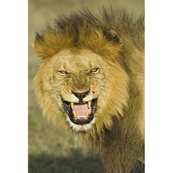 Panoramic Images PPI95863 Close-up of a lion roaring Ngorongoro Conservation Area Arusha Region Tanzania - Panthera leo Poster Print by Panoramic Images - 17 x 24
