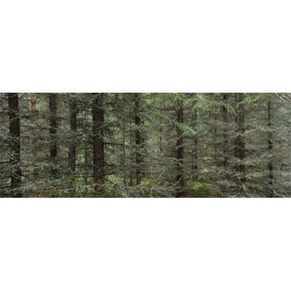 Panoramic Images PPI96314L Trees in a forest Spruce Forest Joutseno Finland Poster Print by Panoramic Images - 36 x 12
