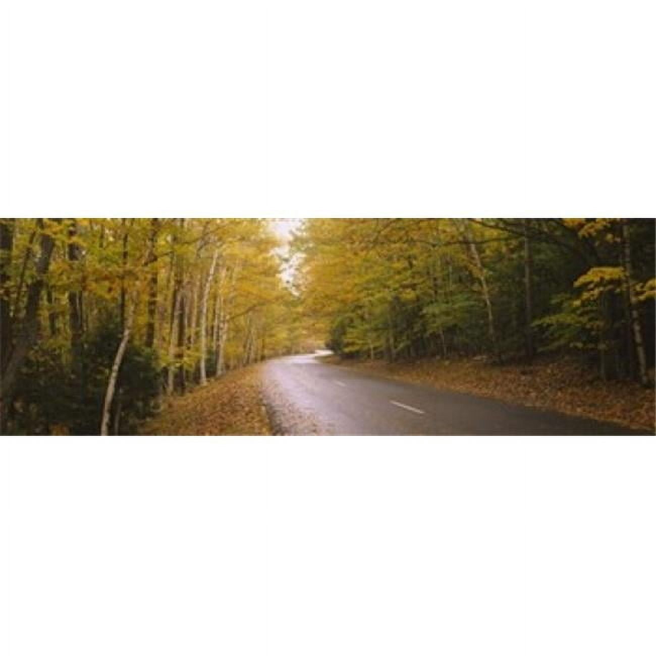 Panoramic Images PPI97994L Road passing through a forest Park Loop Road ...