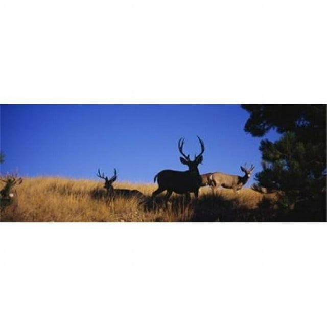 Panoramic Images PPI99739L Five Mule deer in a field  Montana  USA Poster Print by Panoramic Images - 36 x 12