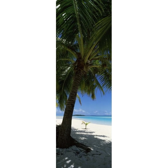 Panoramic Images PPI143871L Palm tree on the beach Aitutaki Cook Islands Poster Print by Panoramic Images - 12 x 36
