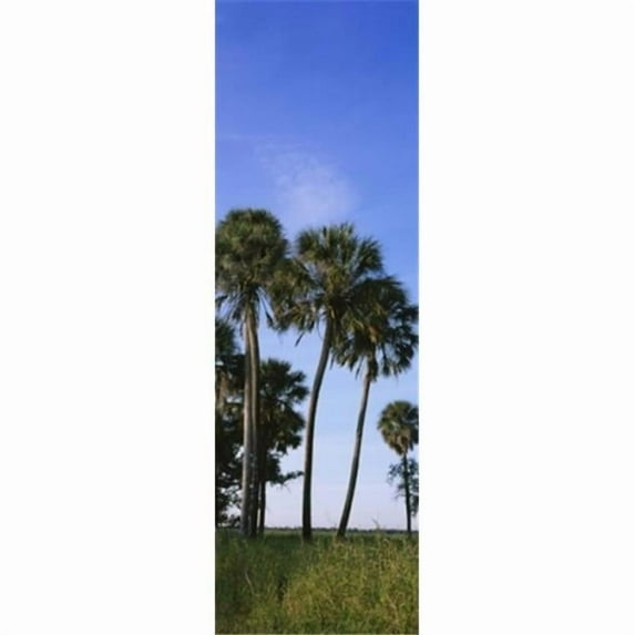 Panoramic Images Palm trees on a landscape Myakka River State Park Sarasota Florida USA Poster Print by Panoramic Images - 12 x 36