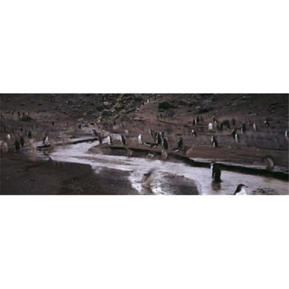 Panoramic Images Penguins make their way to the colony Baily Head Deception Island South Shetland Islands Antarctica Poster Print by Panoramic Images - 36 x 12