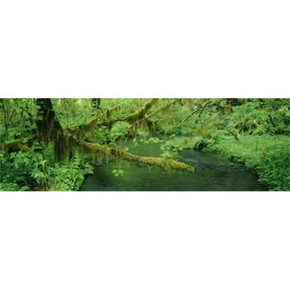 Panoramic Images Stream flowing through a rainforest Hoh Rainforest Olympic National Park Washington State USA Poster Print by Panoramic Images - 36 x 12