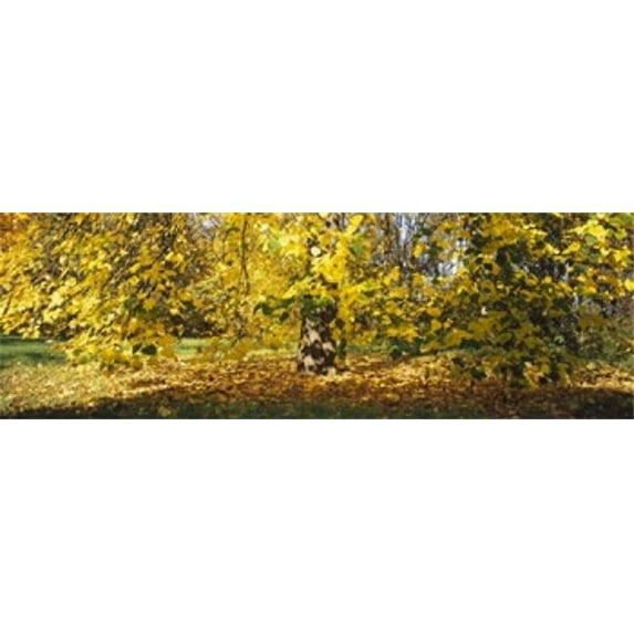 Panoramic Images PPI93657L Trees in autumn Stuttgart Baden-Wurttemberg Germany Poster Print by Panoramic Images - 36 x 12