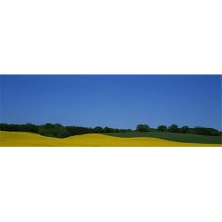 Panoramic Images Trees on a rape field Germany Poster Print by Panoramic Images - 36 x 12