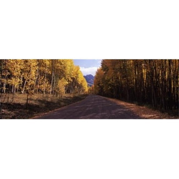 Panoramic Images Trees both sides of a dirt road Jackson Guard Station Owl Creek Pass Ridgway Colorado USA Poster Print by Panoramic Images - 36 x 12
