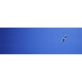 thumbnail image 1 of Panoramic Images  USA Washington San Juan Islands Seagull Poster Print by Panoramic Images - 36 x 12, 1 of 1