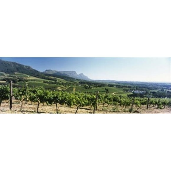 Panoramic Images  Vineyard with Constantiaberg Range and Table Mountain Constantia Cape Town Western Cape Province South Africa Poster Print by Panoramic Images - 36 x 12
