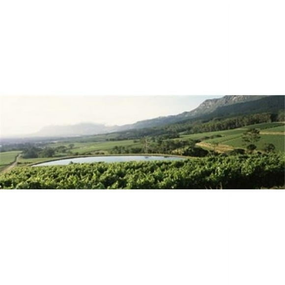 Panoramic Images  Vineyard with Constantiaberg mountain range Constantia Cape Winelands Cape Town Western Cape Province South Africa Poster Print by Panoramic Images - 36 x 12