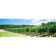 thumbnail image 1 of Panoramic Images  Vineyard Margaret River Western Australia Australia Poster Print by Panoramic Images - 36 x 12, 1 of 1