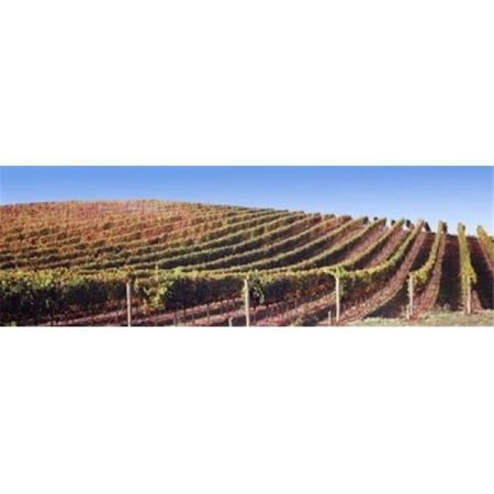 Panoramic Images Vineyard Napa Valley California USA Poster Print by Panoramic Images - 36 x 12