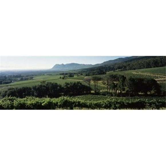 Panoramic Images  Vineyard with mountains Constantiaberg Constantia Cape Winelands Cape Town Western Cape Province South Africa Poster Print by Panoramic Images - 36 x 12