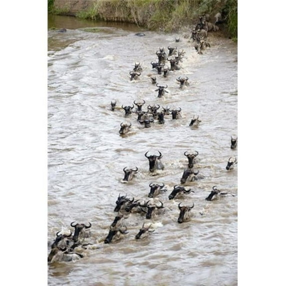 Panoramic Images Wildebeests crossing a river Mara River Masai Mara National Reserve Kenya Poster Print by Panoramic Images - 16 x 24