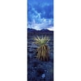 thumbnail image 1 of Panoramic Images  Yucca flower in Red Rock Canyon National Conservation Area Las Vegas Nevada USA Poster Print by Panoramic Images - 12 x 36, 1 of 1