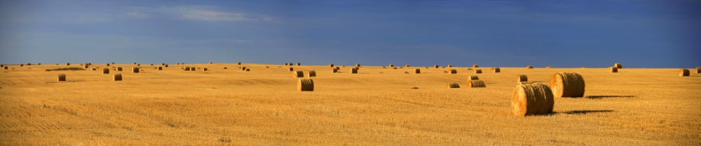 Panoramic Of A Straw Field Near Val Marie Saskatchewan Canvas Art - Robert Postma Design Pics (31 x 6)