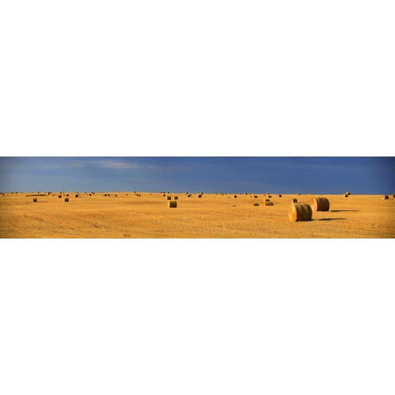 Panoramic Of A Straw Field, Near Val Marie, Saskatchewan Poster Print (44 x 9)