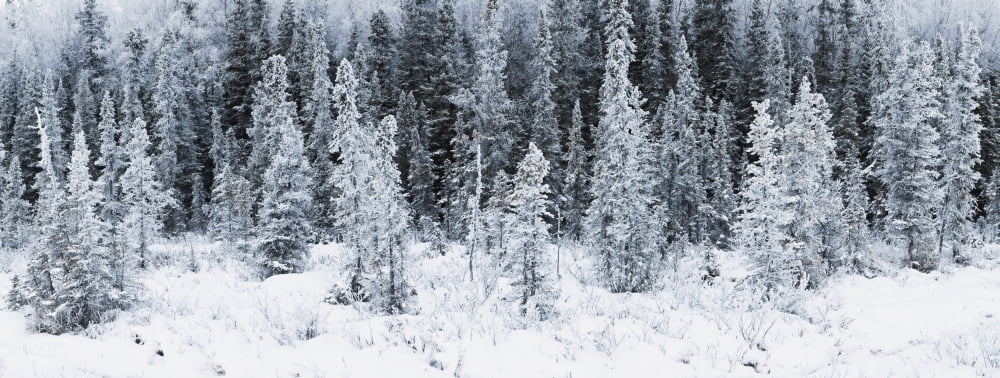 Panoramic View Of Hoar Frost Covered Spruce Trees In Chugach State Park Near Eagle River In Southcentral Alaska Winter Canvas Art - Ray Bulson Design Pics (35 x 13)