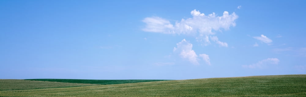 Panoramic View Of Cornfields Iowa USA Canvas Art - Panoramic Images (36 x 12)