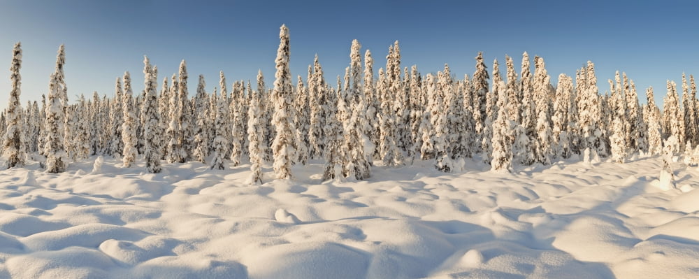 Panoramic View Of Snow-Covered Spruce Trees In Late Afternoon Sun Near Chugiak Southcentral Alaska Winter Canvas Art - Ray Bulson  Design Pics (44 x 18)