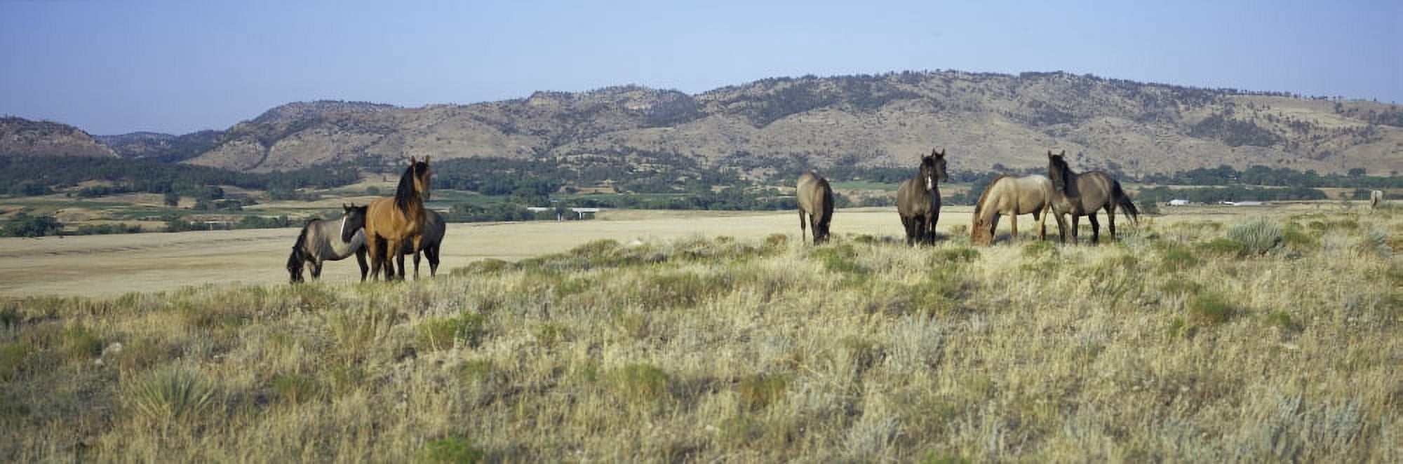 Panoramic image of wild horses of Black Hills Wild Horse Sanctuary the home to Americas largest wild horse herd Hot Springs South Dakota Canvas Art - Panoramic Images (36 x 12)