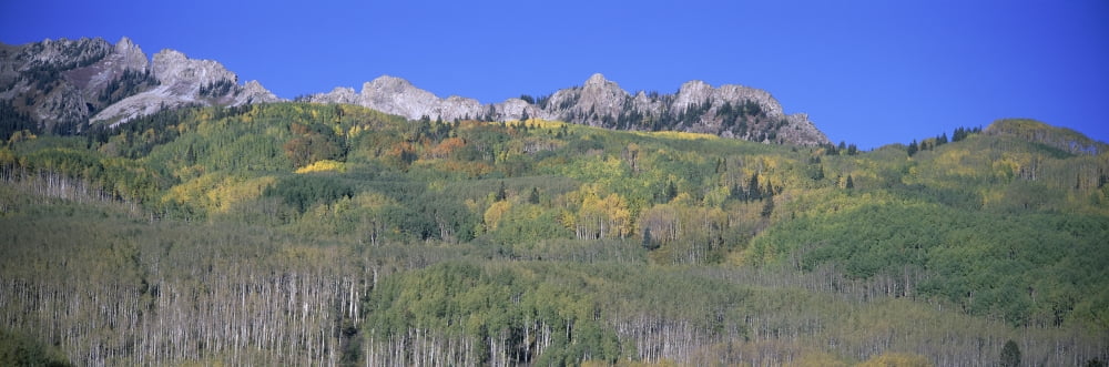 Panoramic of autumn color with mountains in background near Crested Butte Colorado Canvas Art - Panoramic Images (36 x 12)