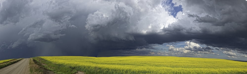 Panoramic of storm clouds gather over a sunlit canola field and country road Alberta Canada Canvas Art - Robert Postma Design Pics (25 x 7)