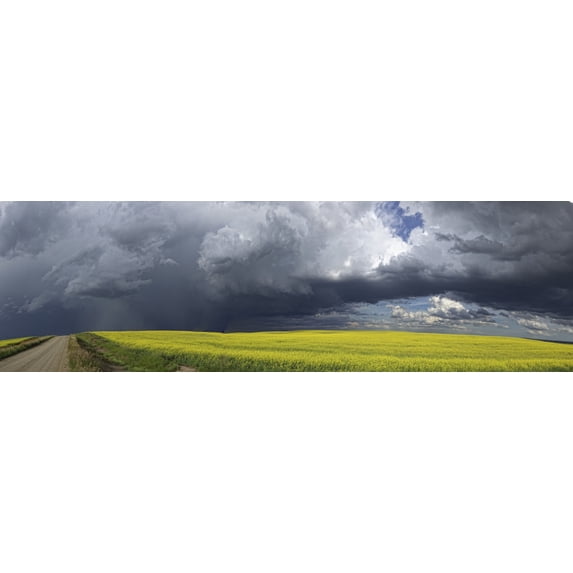 Panoramic of storm clouds gather over a sunlit canola field and country road; Alberta, Canada Poster Print (25 x 7)