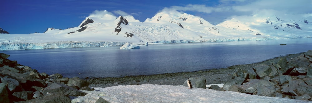 Panoramic view of Chinstrap penguin (Pygoscelis antarctica) among rock formations on Half Moon Island Bransfield Strait Antarctica Canvas Art - Panoramic Images (36 x 12)